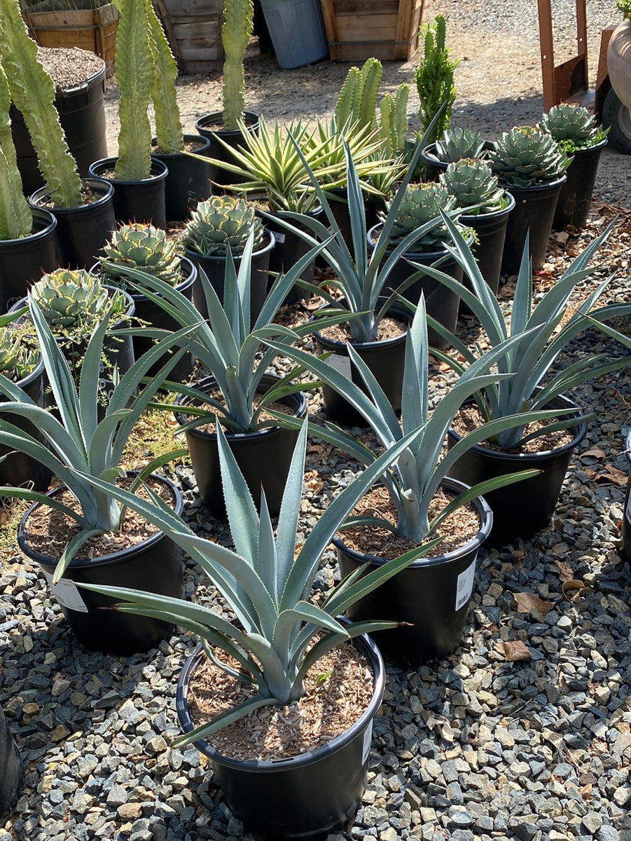 Agave Tequilana – The Madd Potter