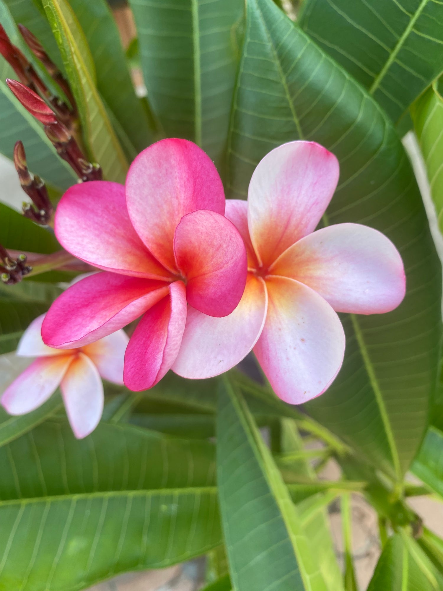 Floral Plants