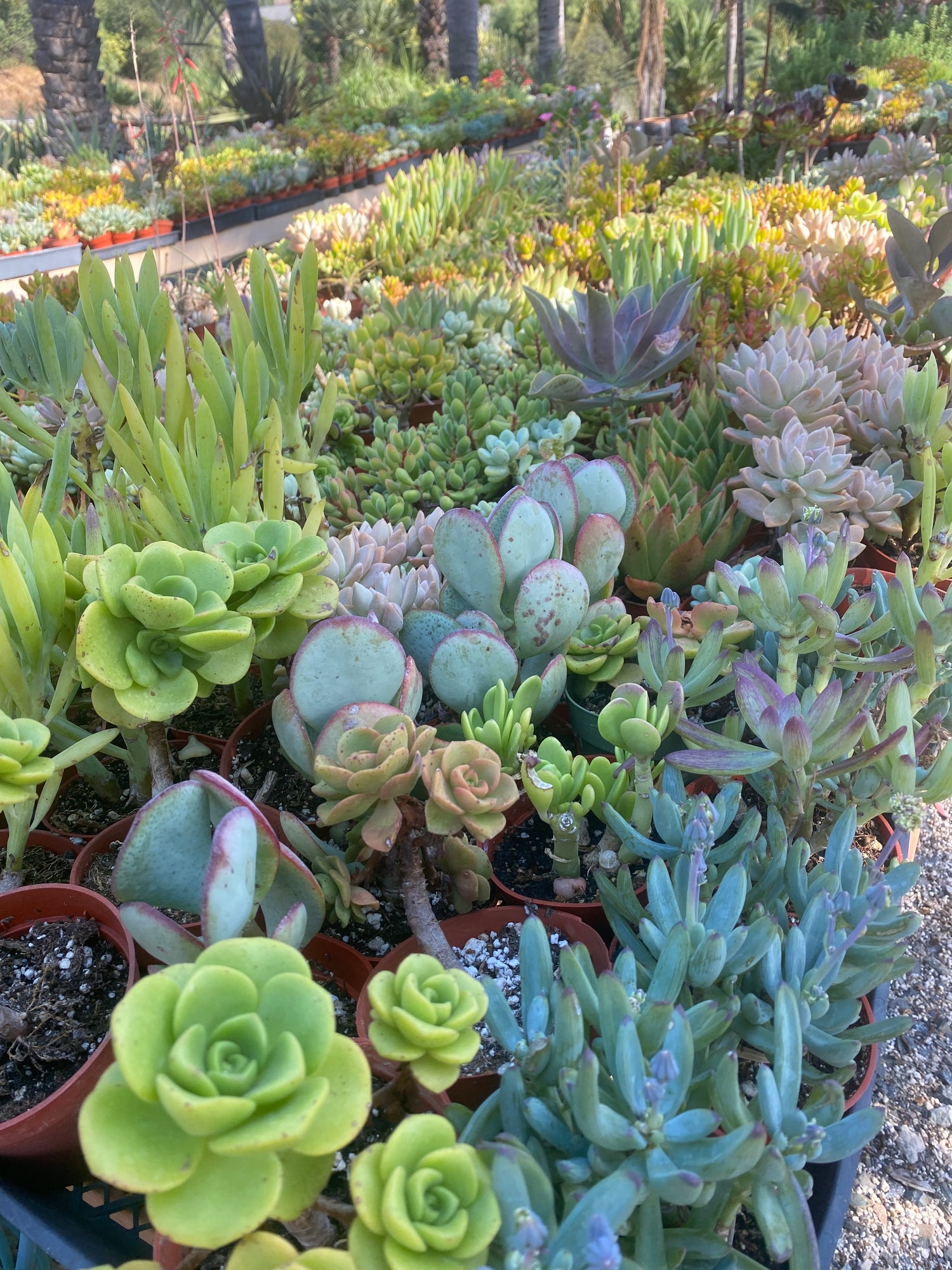 Succulents