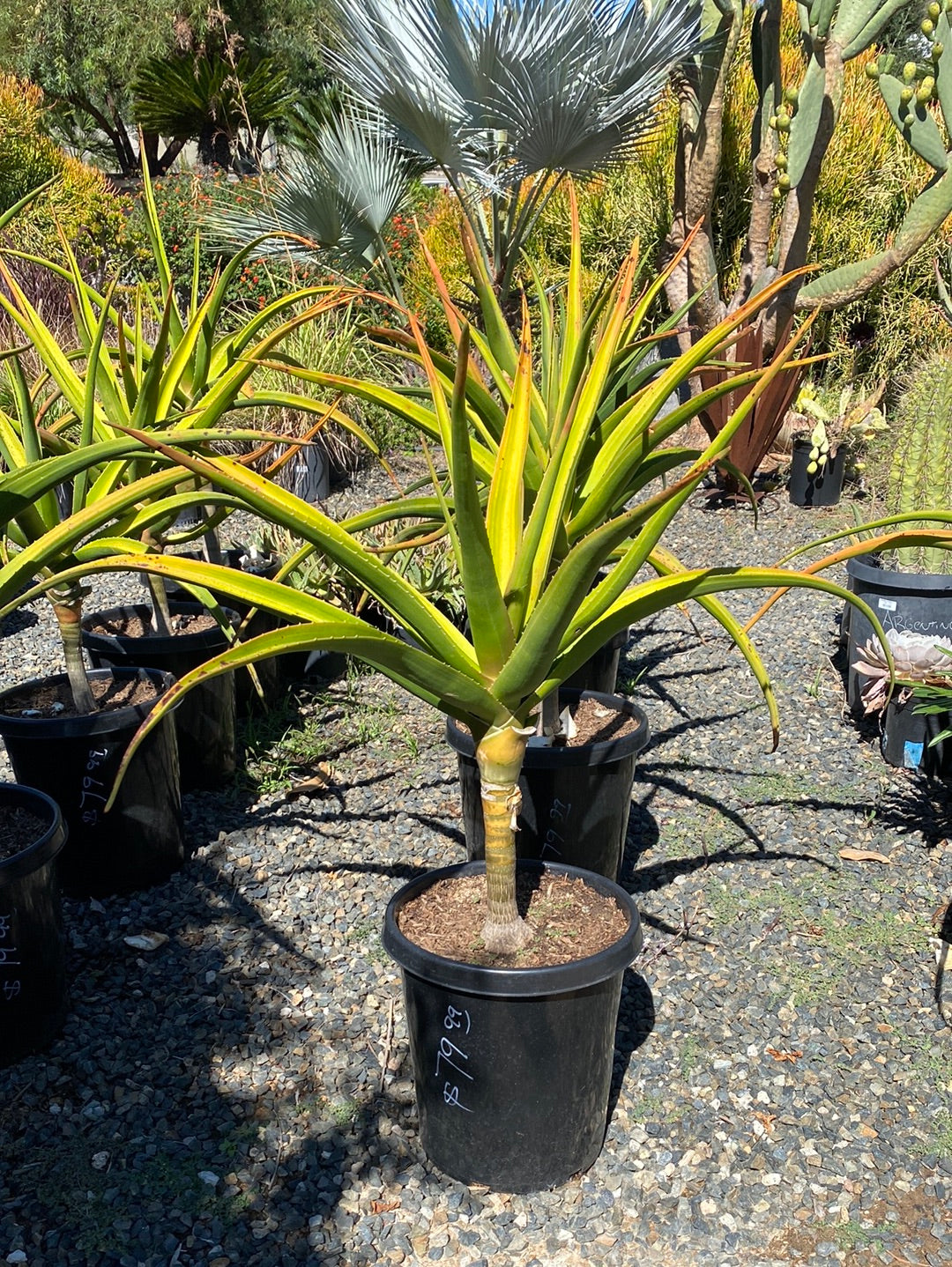 Aloe bainesii