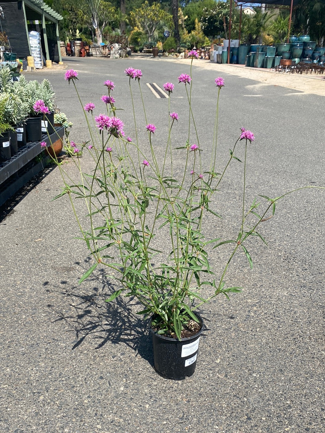 Gomphrena ‘Fireworks’