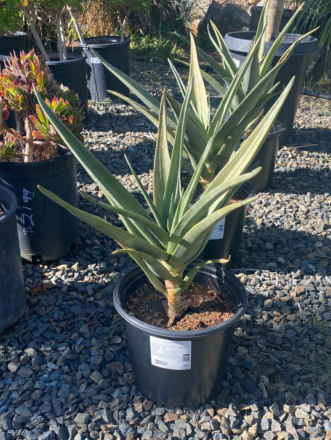 Aloe Hercules