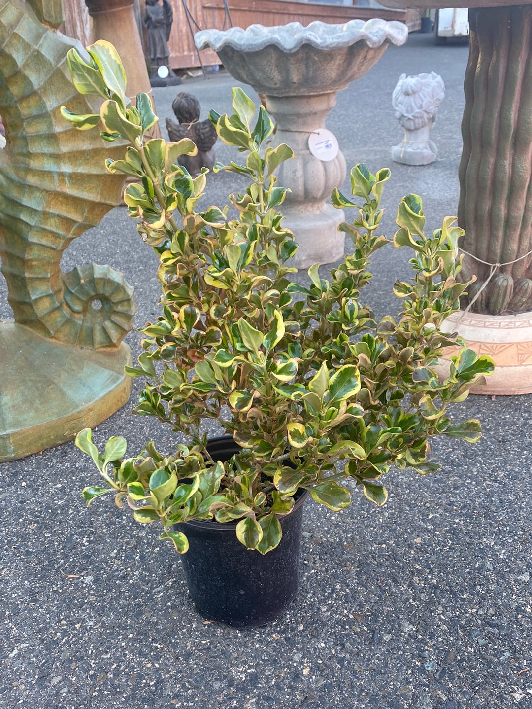 Coprosma hybrid ‘Pink Splendor’