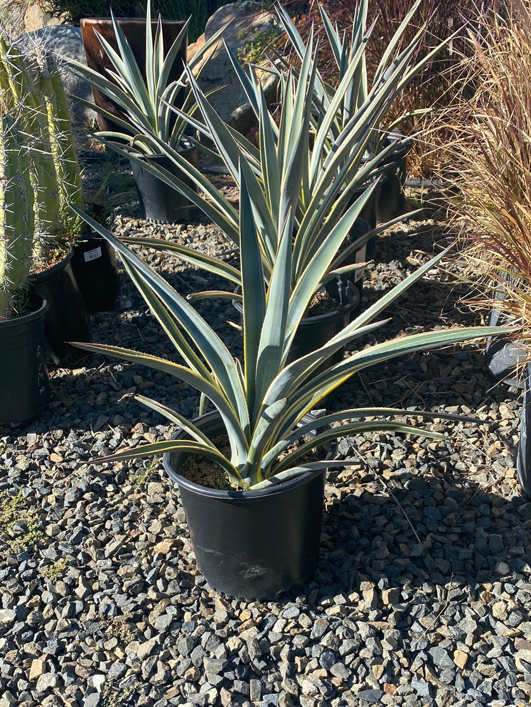 Agave tequilana 'Variegata'