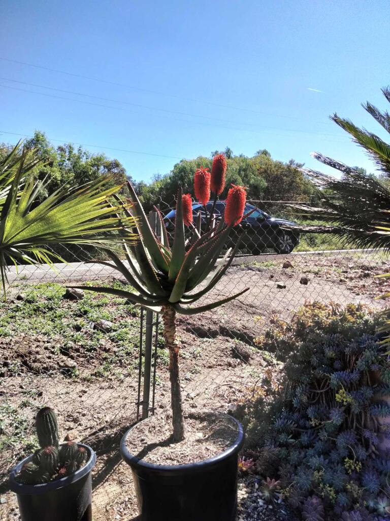 Aloe rupestris