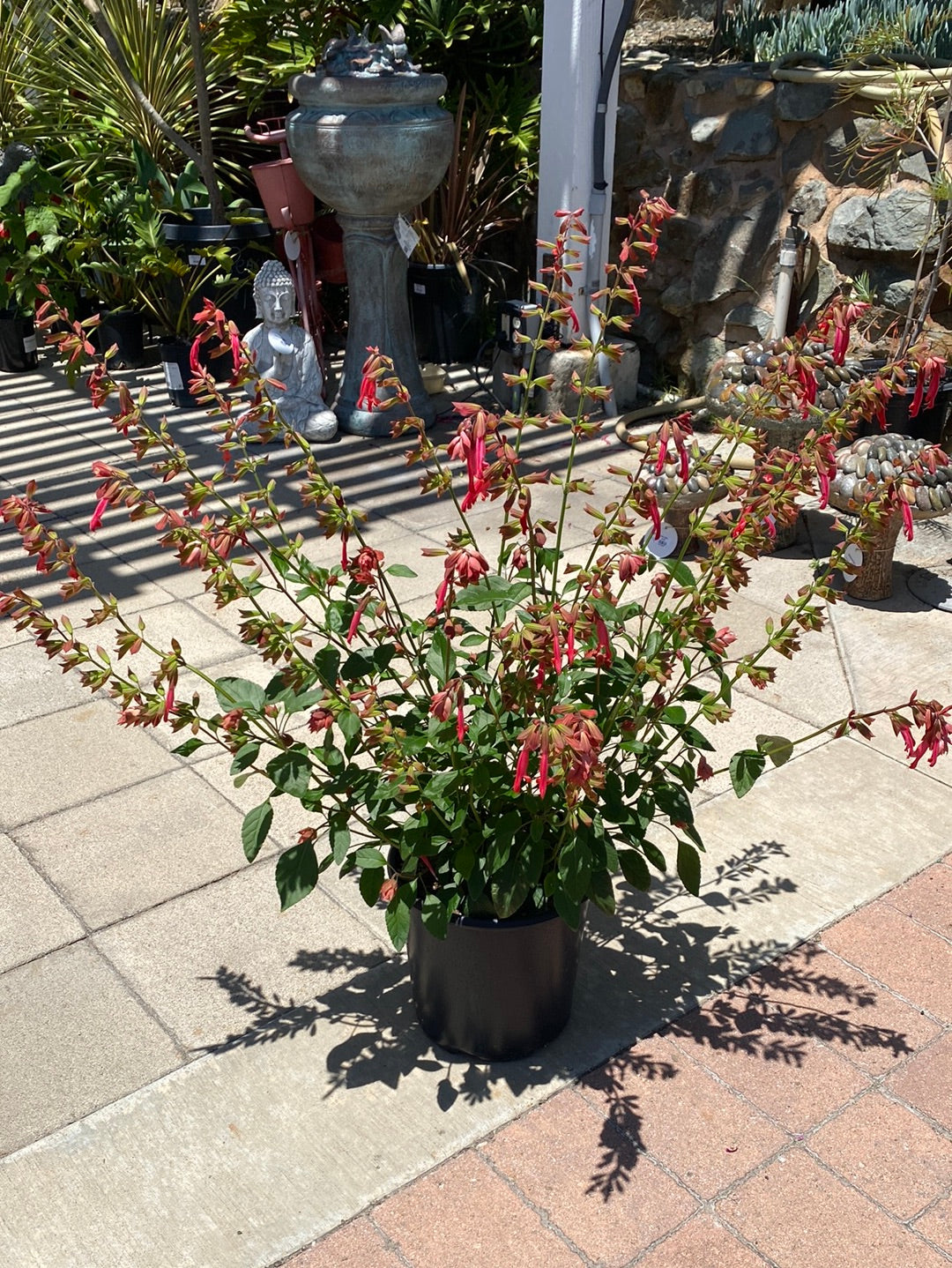 Salvia hybrid ‘Skyscraper’