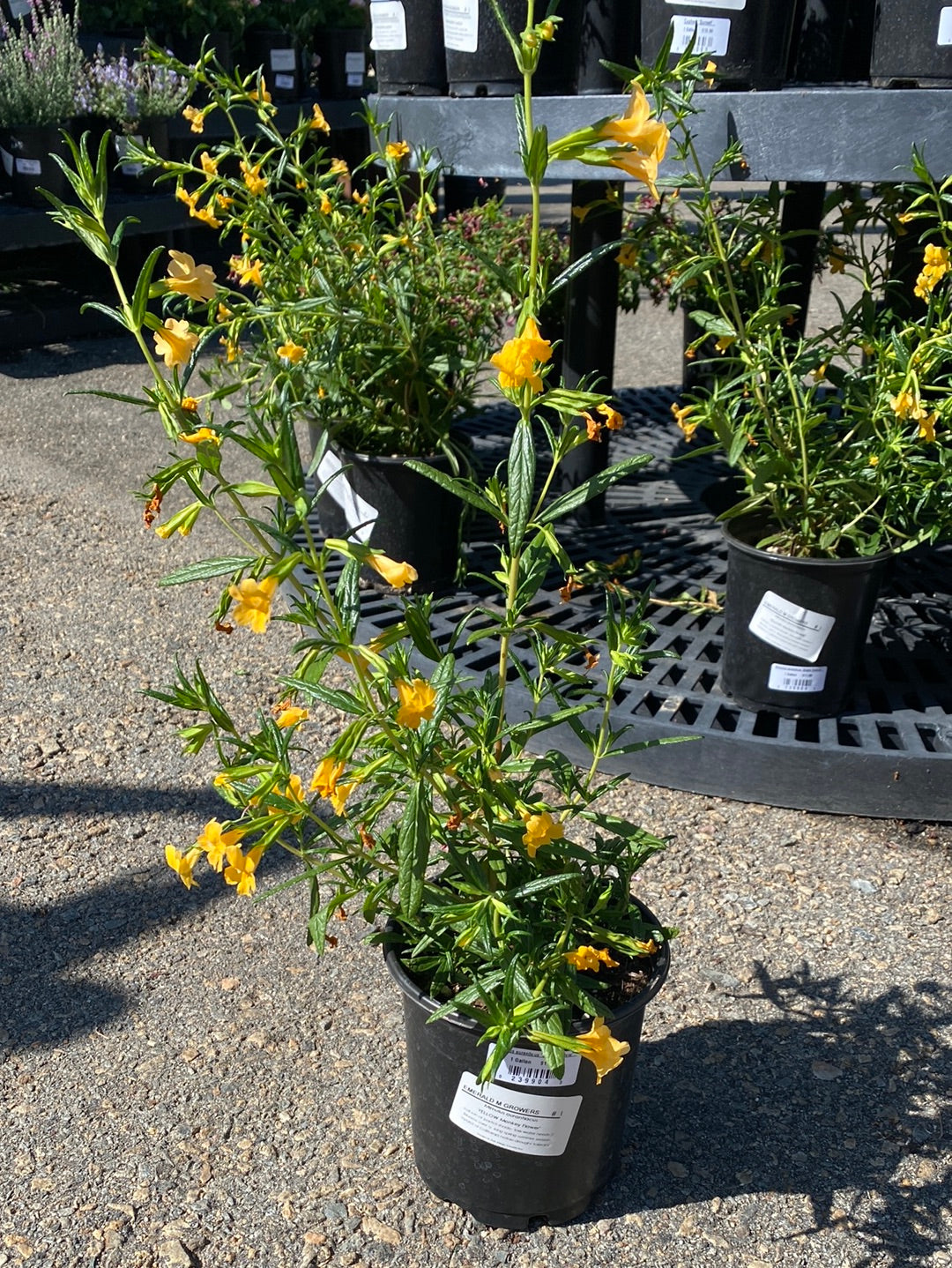 Mimulus auranticus ‘Bright Yellow’