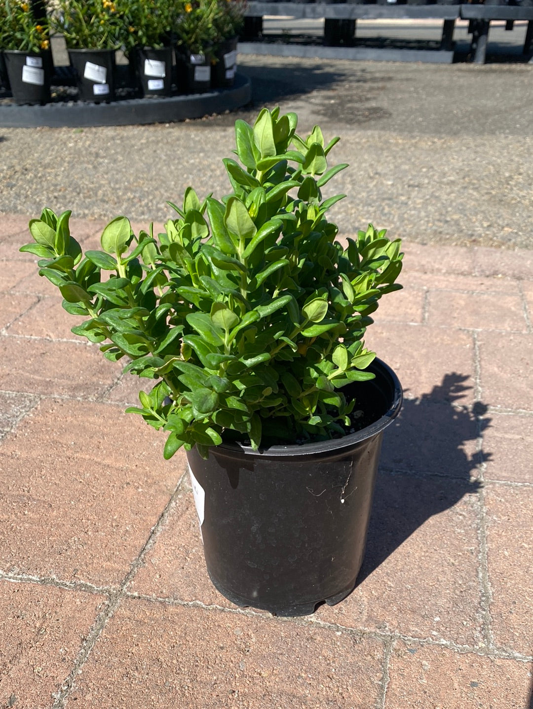 Polygala fruticosa ‘Petite Butterfly’