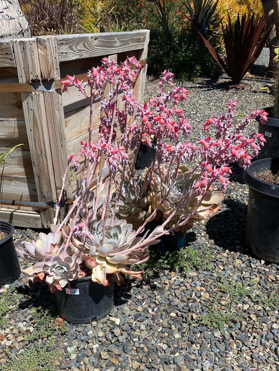 Echeveria conte