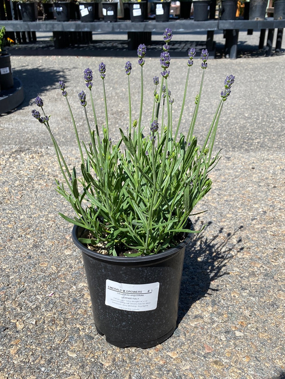 Lavandula angustifolia ‘La Venize Fully’