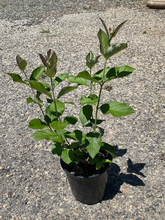 Aloysia virgata