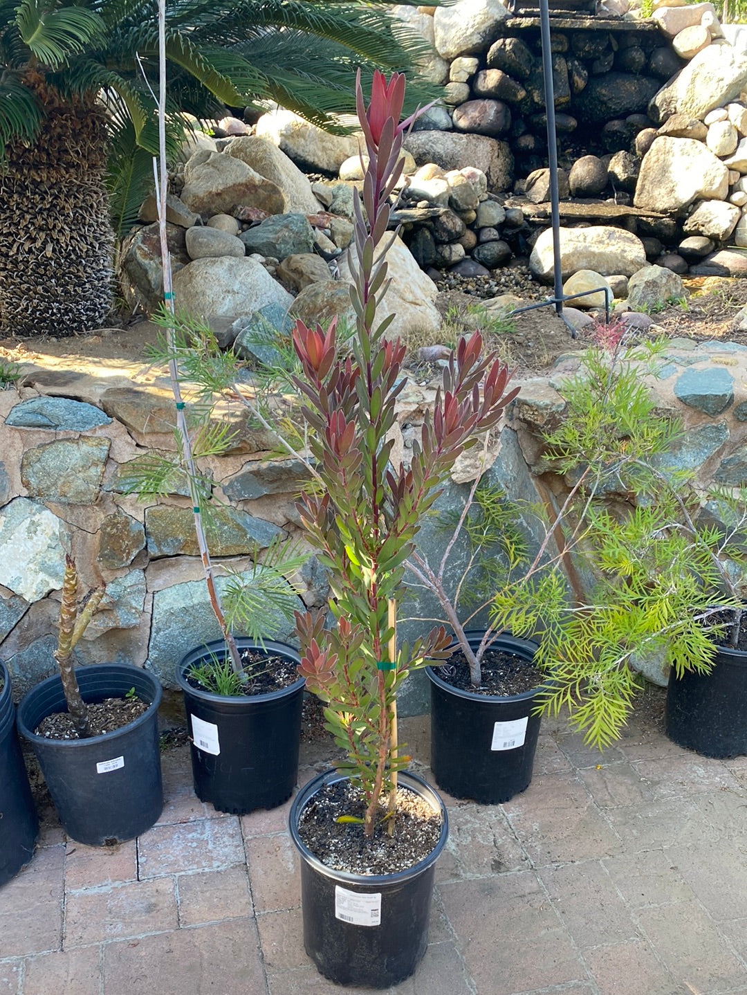 Leucadendron ‘Safari Sunset’