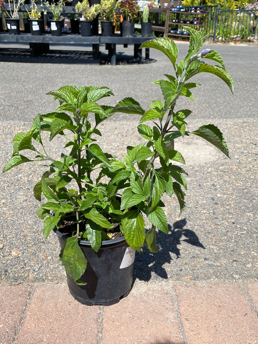 Salvia Hybrid ‘Mystic Spires Blue’