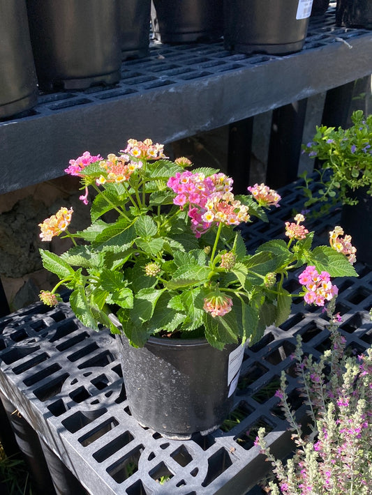 Lantana camara ‘Bandana Pink’