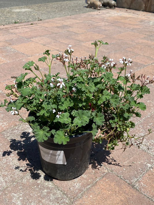 Pelargonium fragrans ‘Nutmeg’