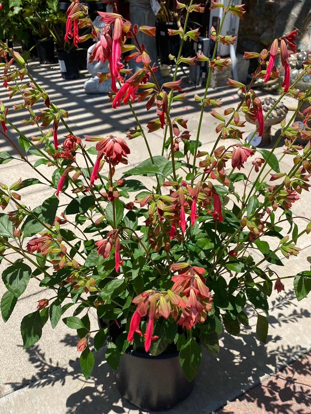 Salvia hybrid ‘Skyscraper’