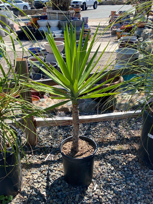 Yucca gloriosa