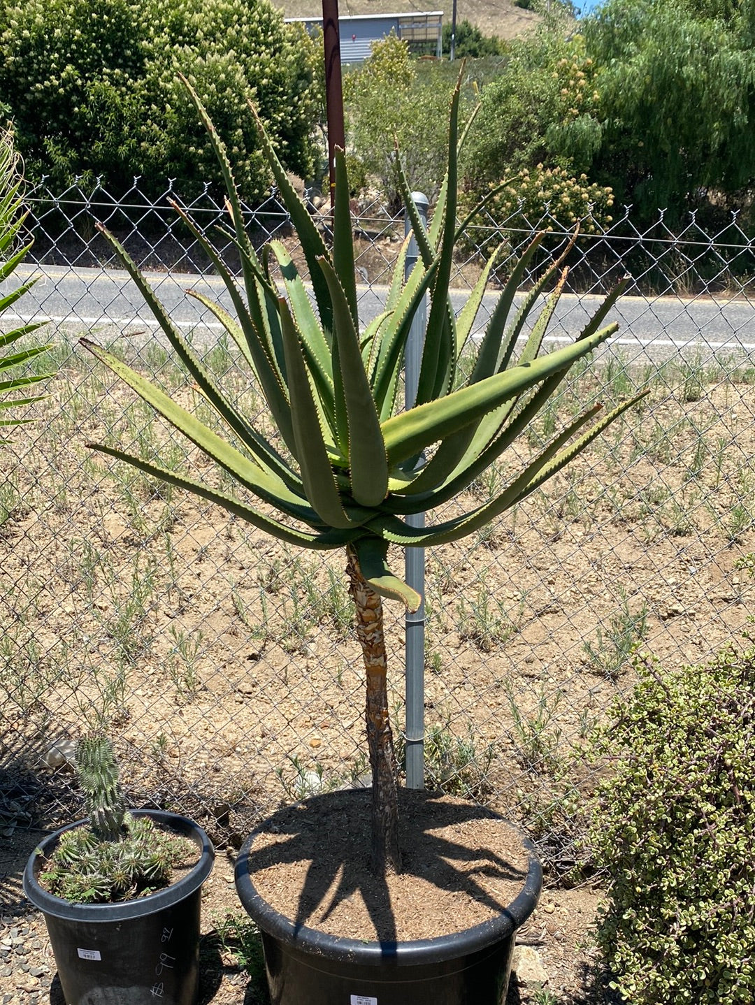 Aloe rupestris