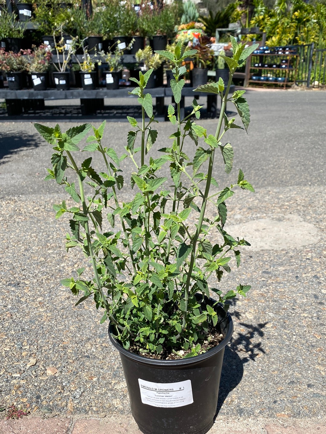 Agastache ‘Summer Melon’