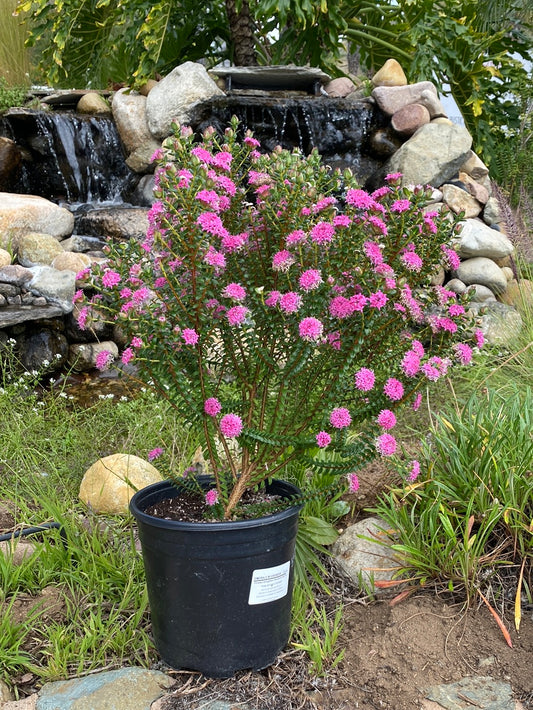 Pimelea ferruginea ‘Magenta Mist’