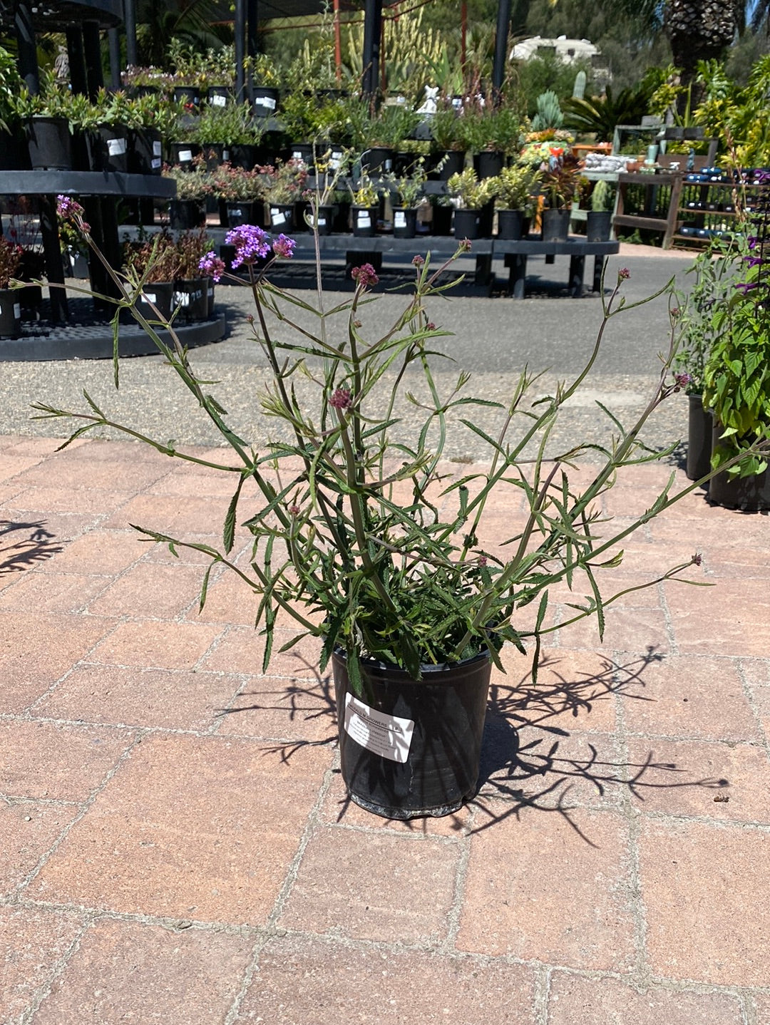 Verbena bonariensis