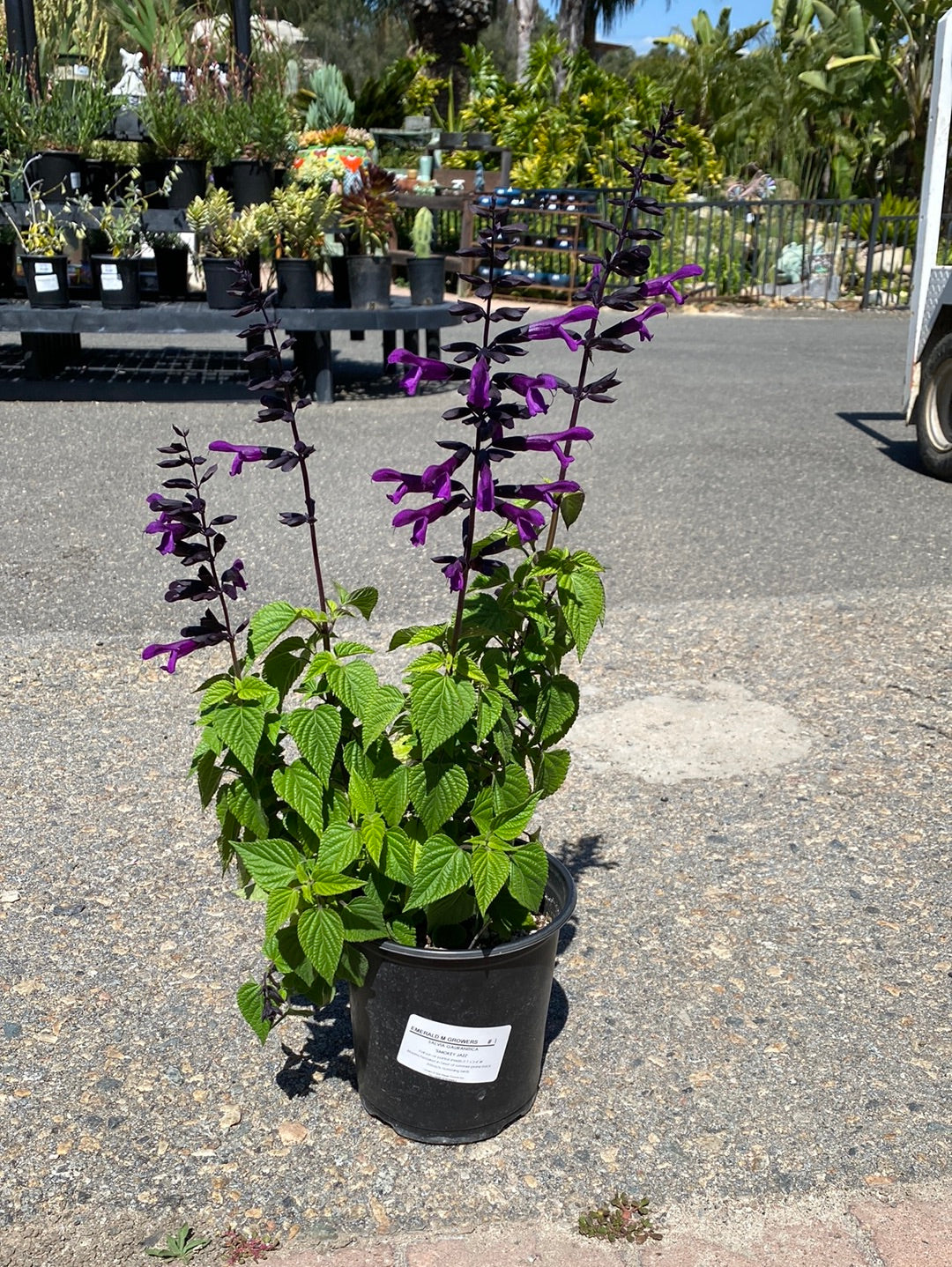 Salvia gauranitica ‘Smokey Jazz’