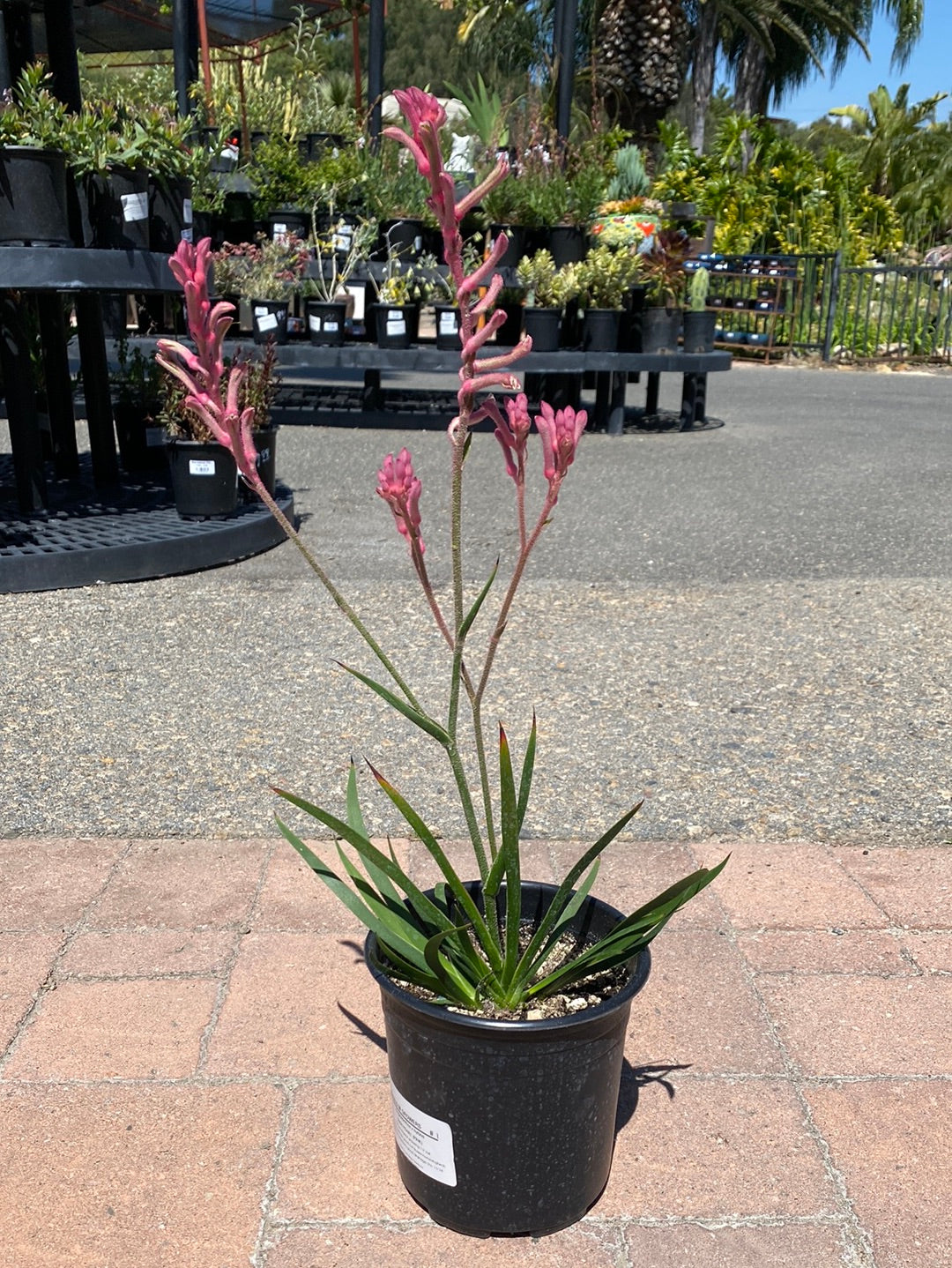 Anigozanthes flavidus ‘Bush Pearl’