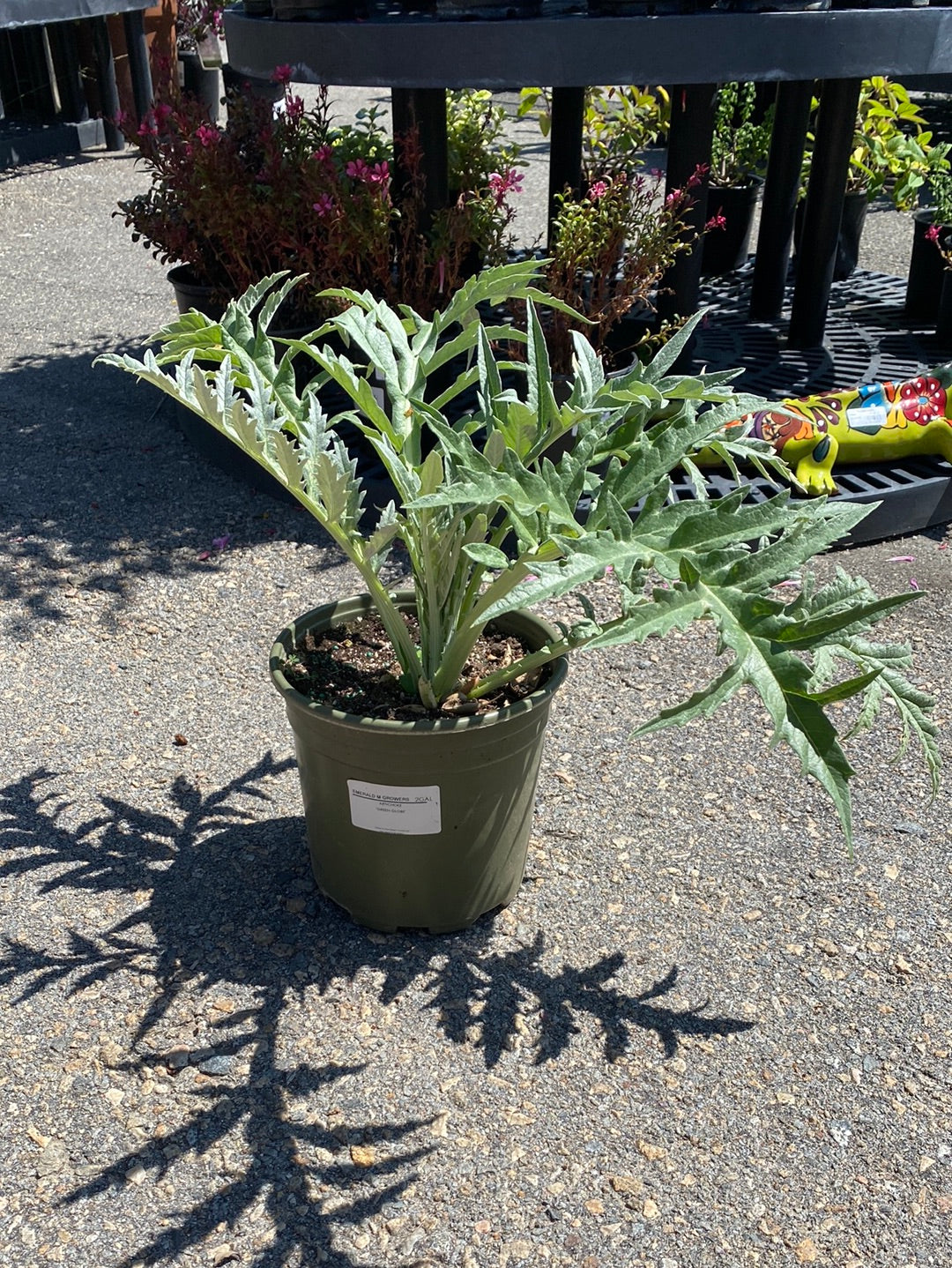 Cynara scolymus 'Artichoke'