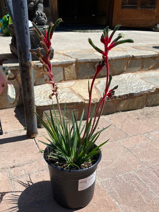 Anigozanthes x hybrida ‘Bush Dance’