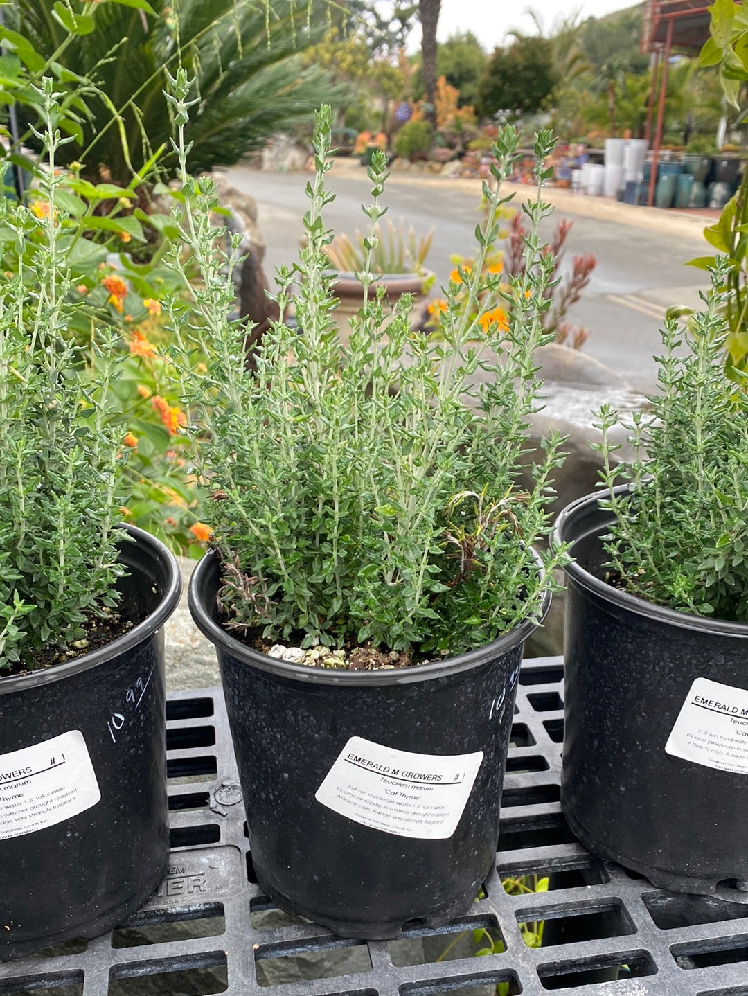 Teucrium marum