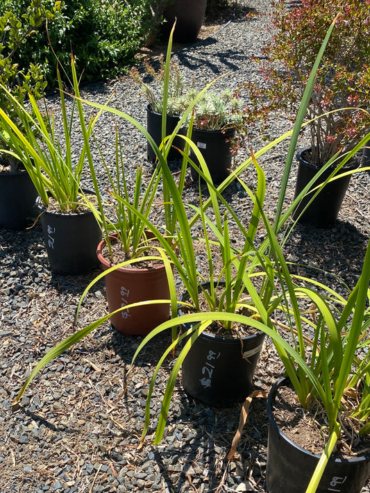 Dietes bicolor