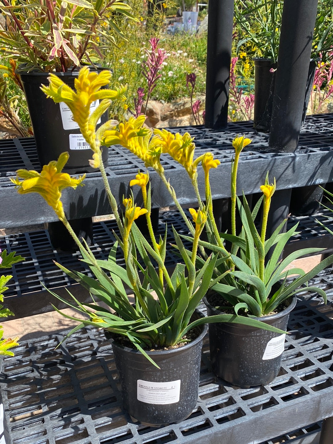 Anigozanthes x hybrida ‘Lemon Zest Dwarf’