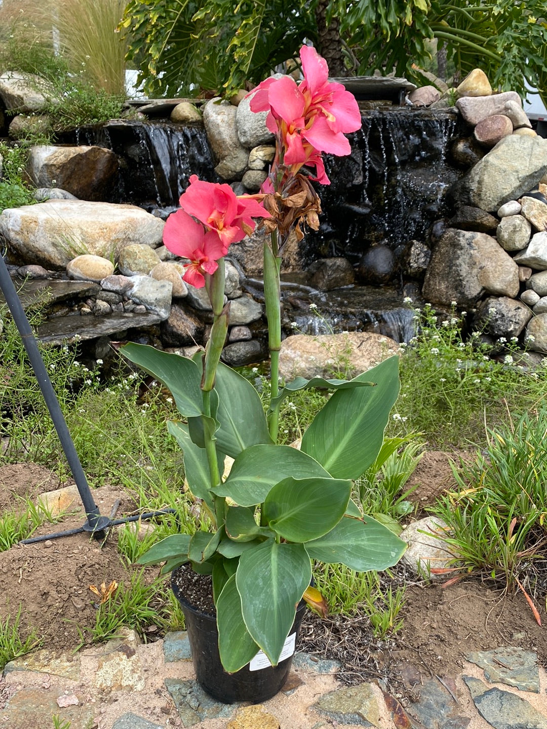 Canna hybrid ‘Canova Rose’