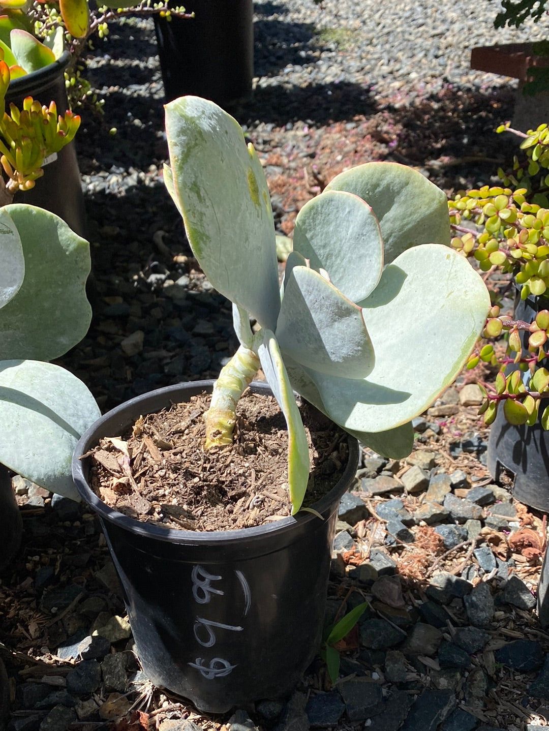 Kalanchoe SP