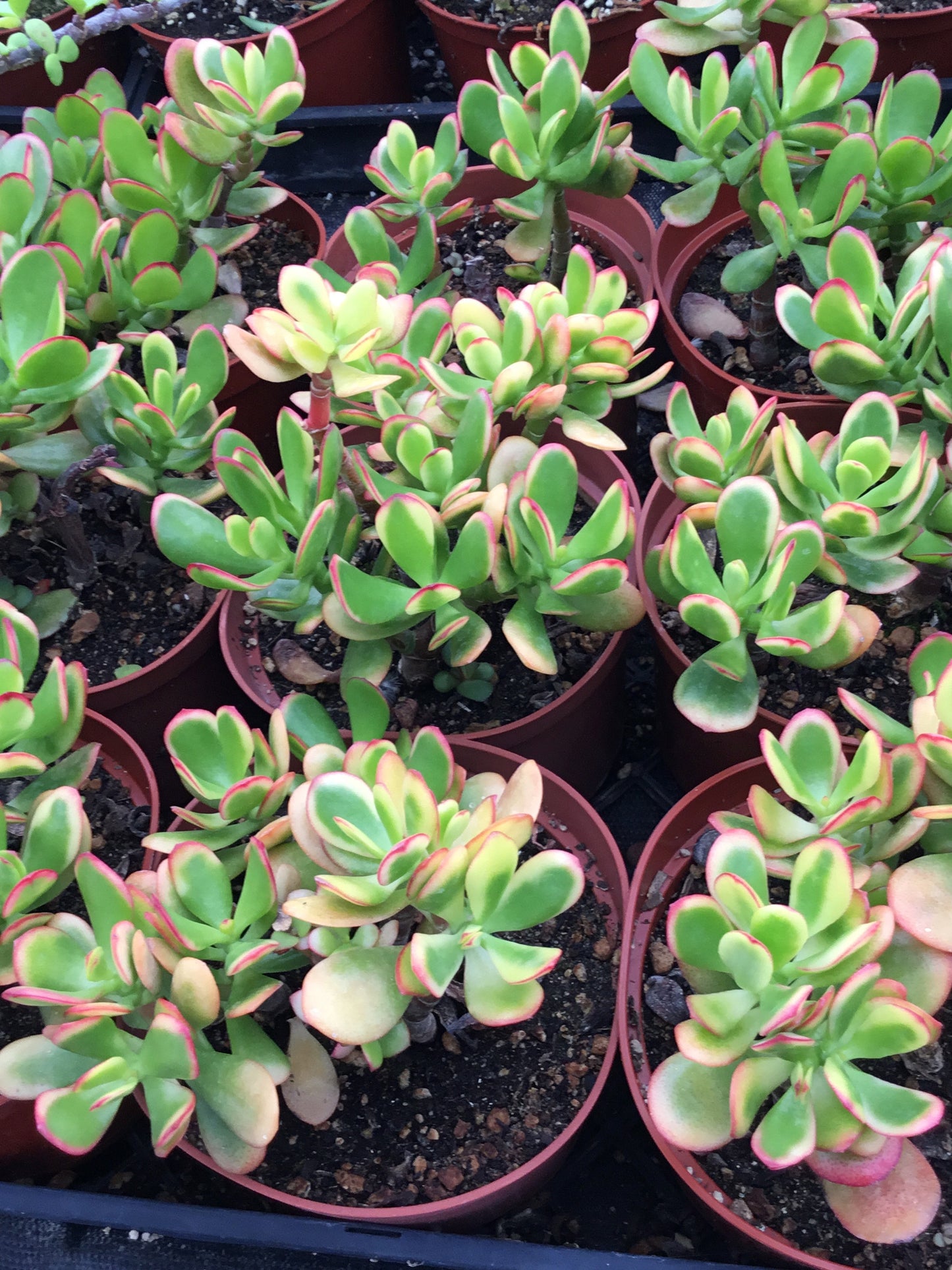 Crassula ovata ‘Tricolor’