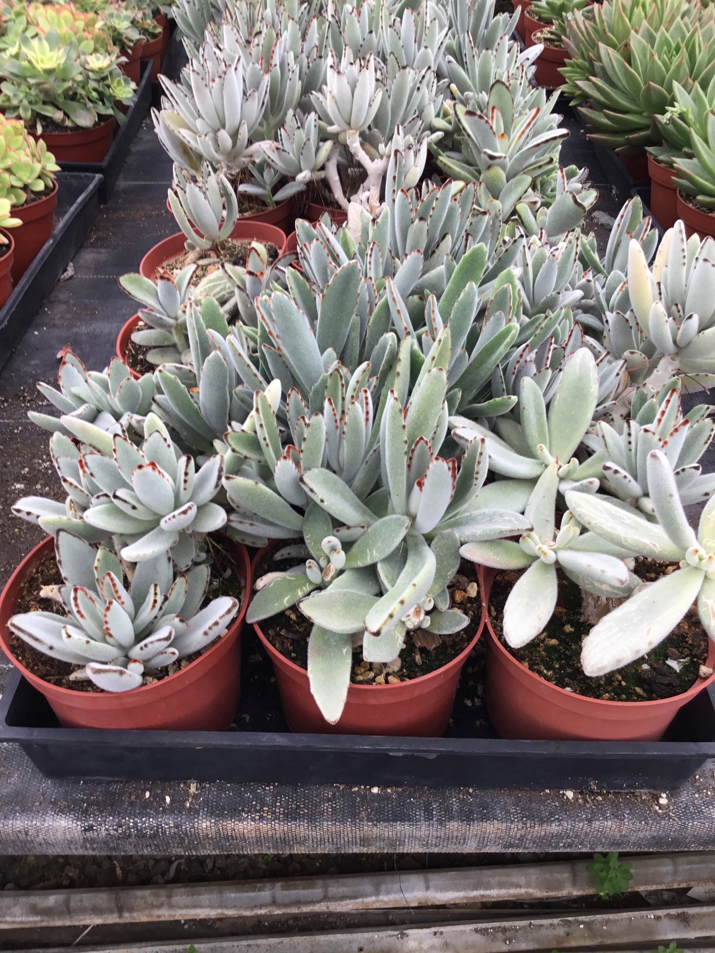 Kalanchoe tomentosa