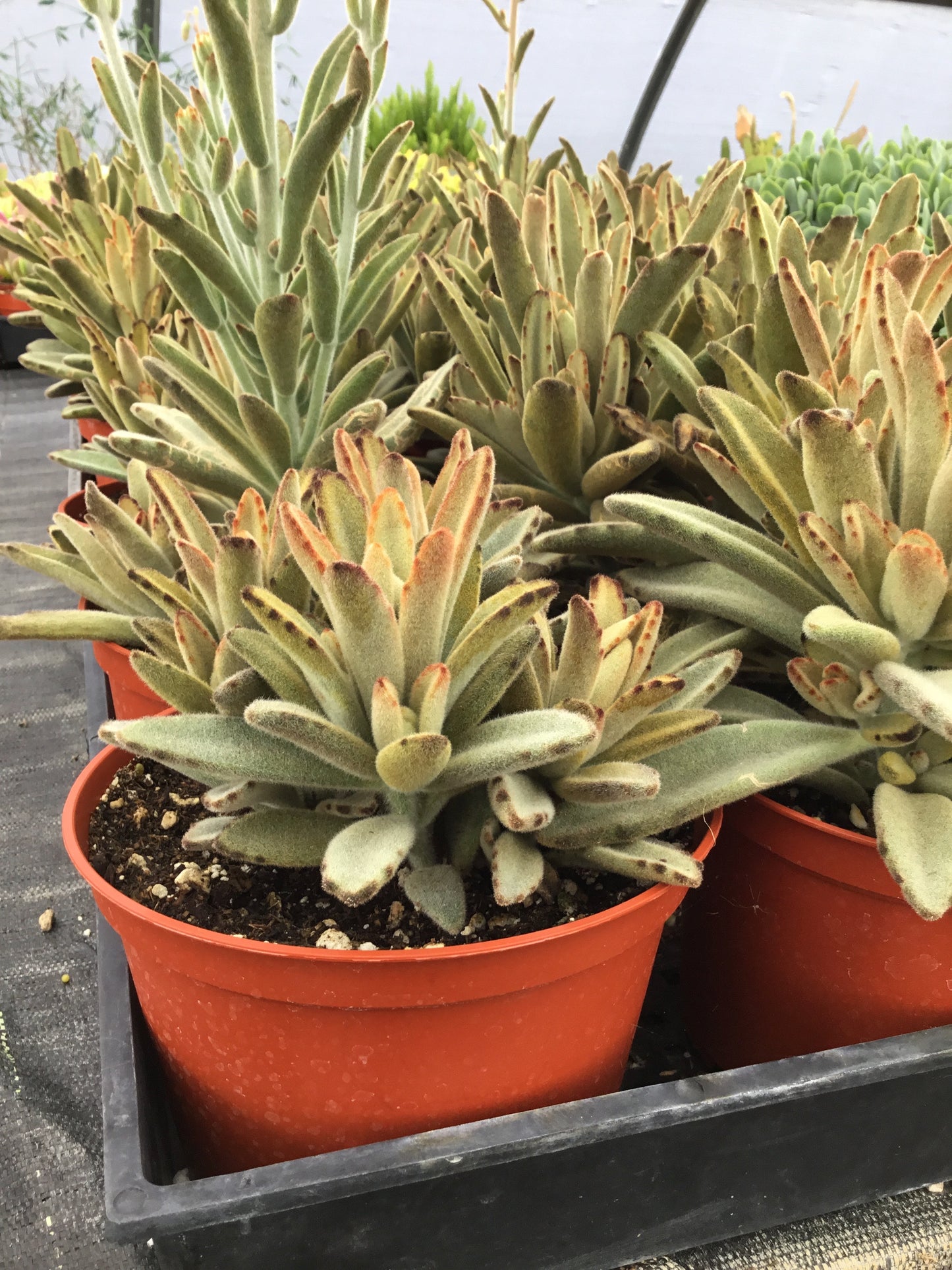 Kalanchoe tomentosa