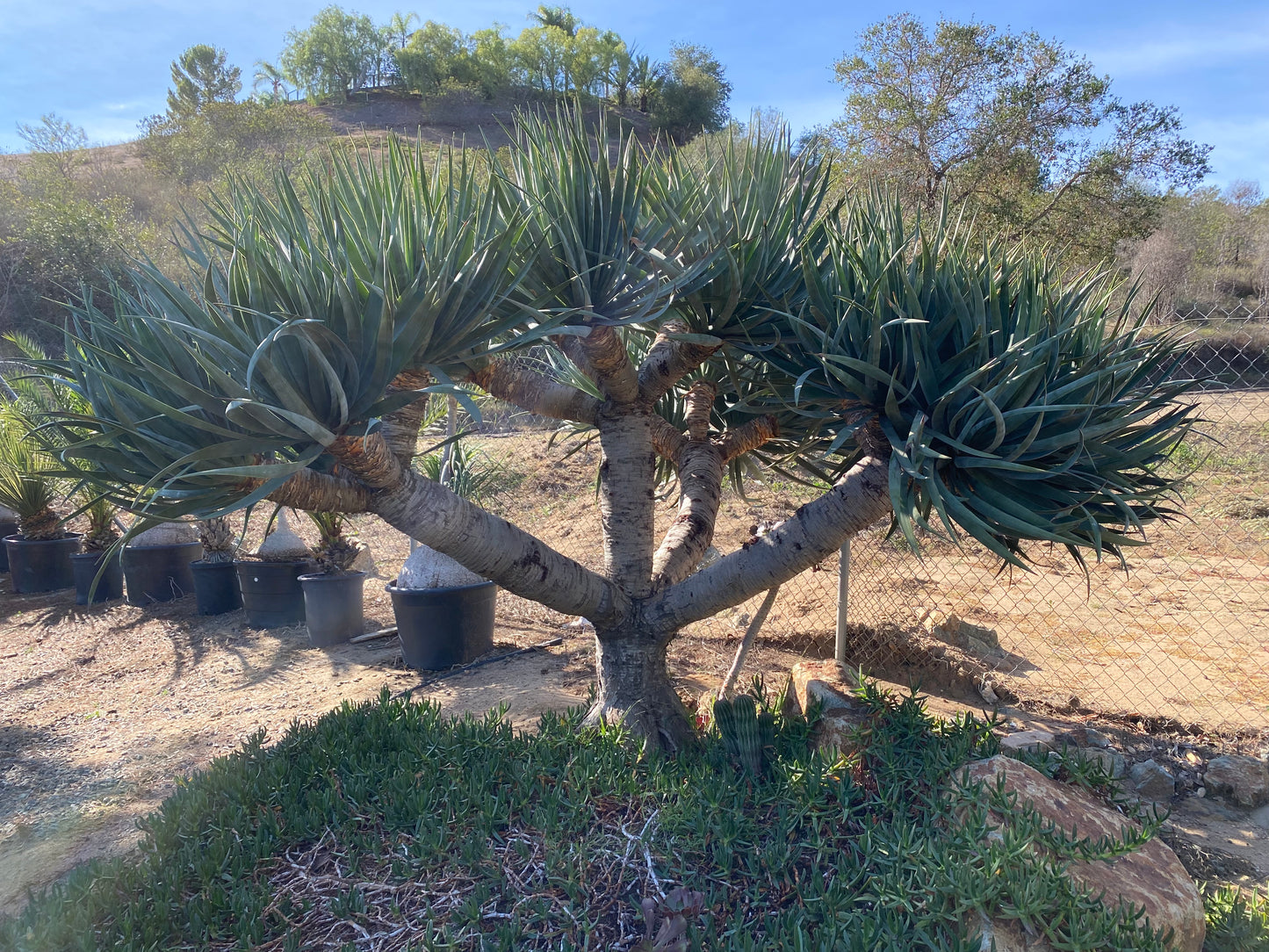 Dracaena Draco