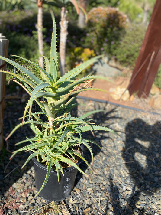 Aloe Arborescens