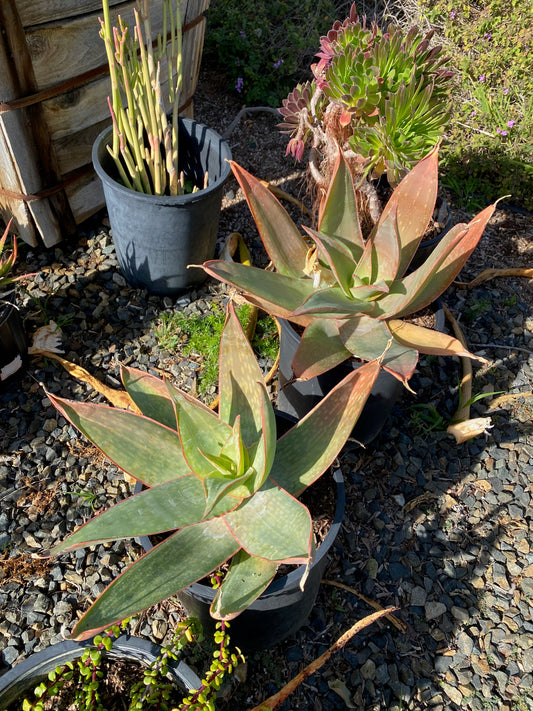 Aloe striata