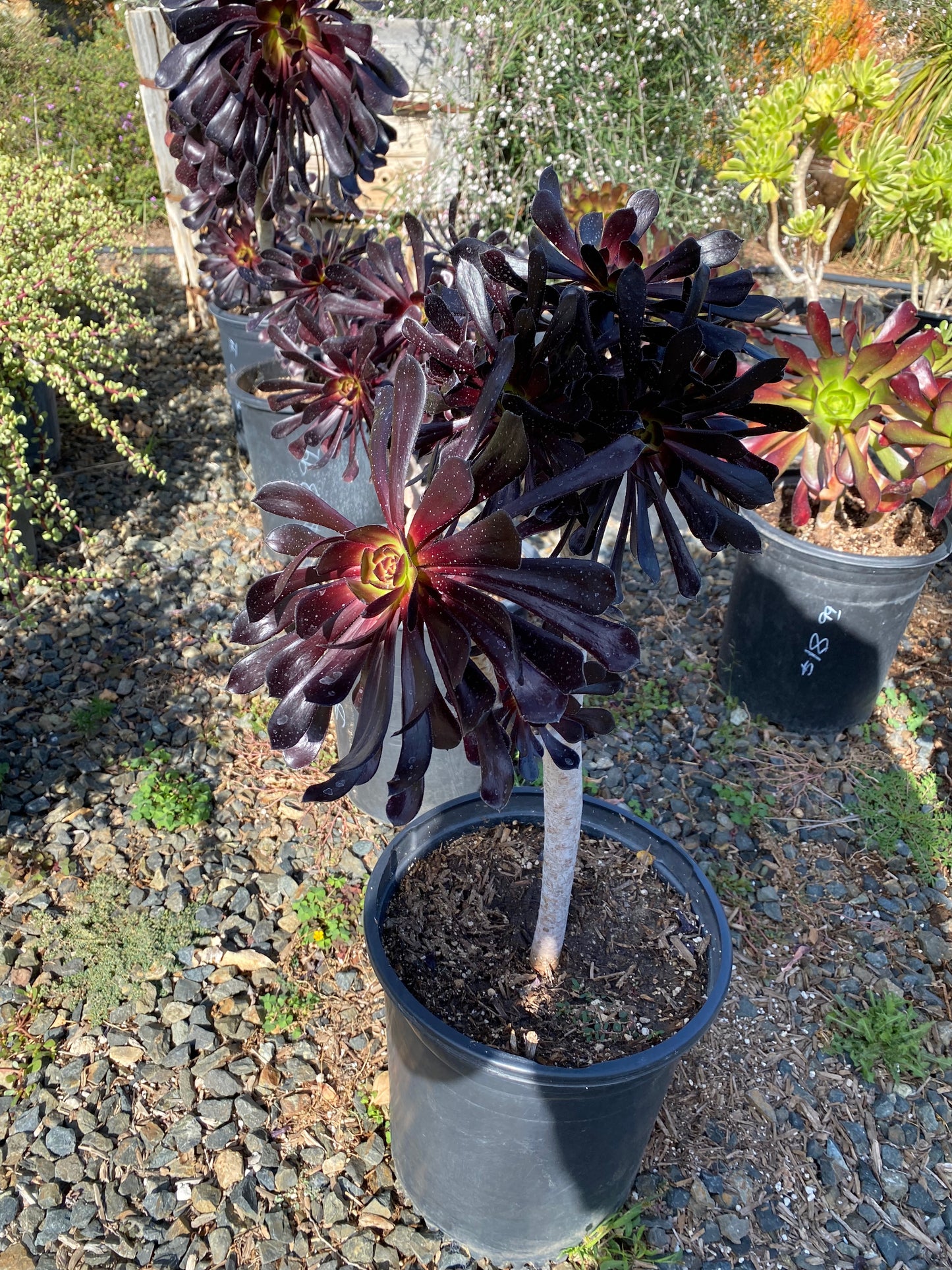 Aeonium arboreum ‘Zwartkop’