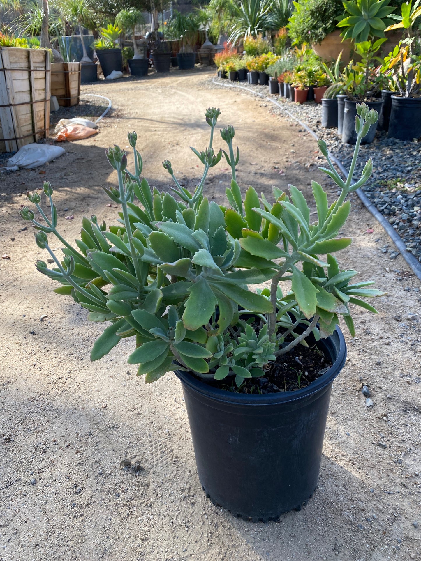 Kalanchoe Millotii