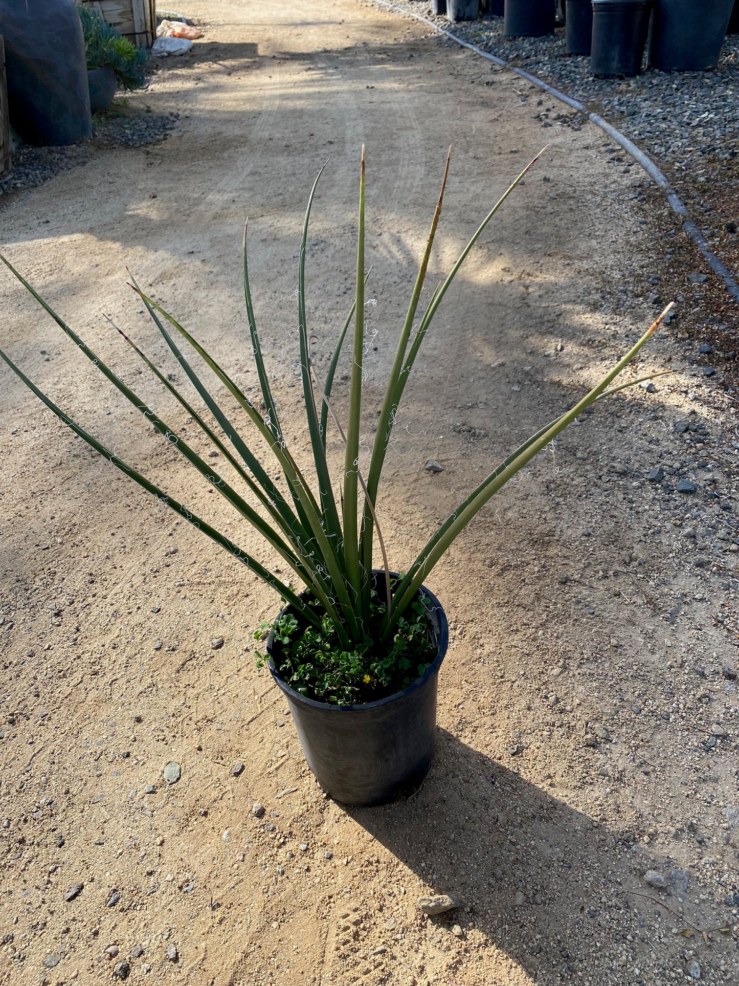 Hesperaloe parviflora