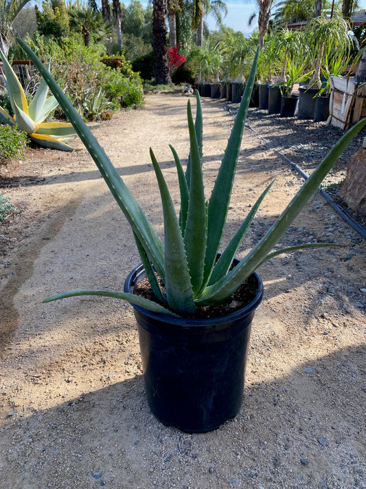 Aloe Vera