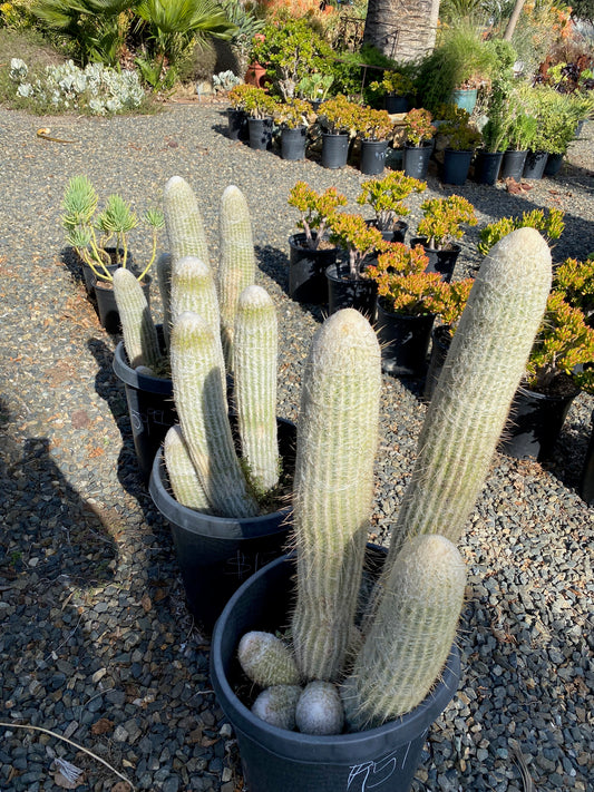 Cleistocactus strausii