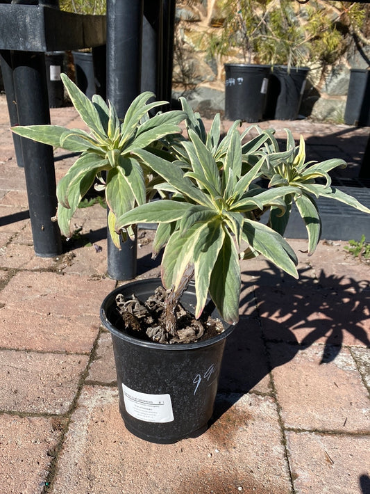 Echium fastuosum variegata