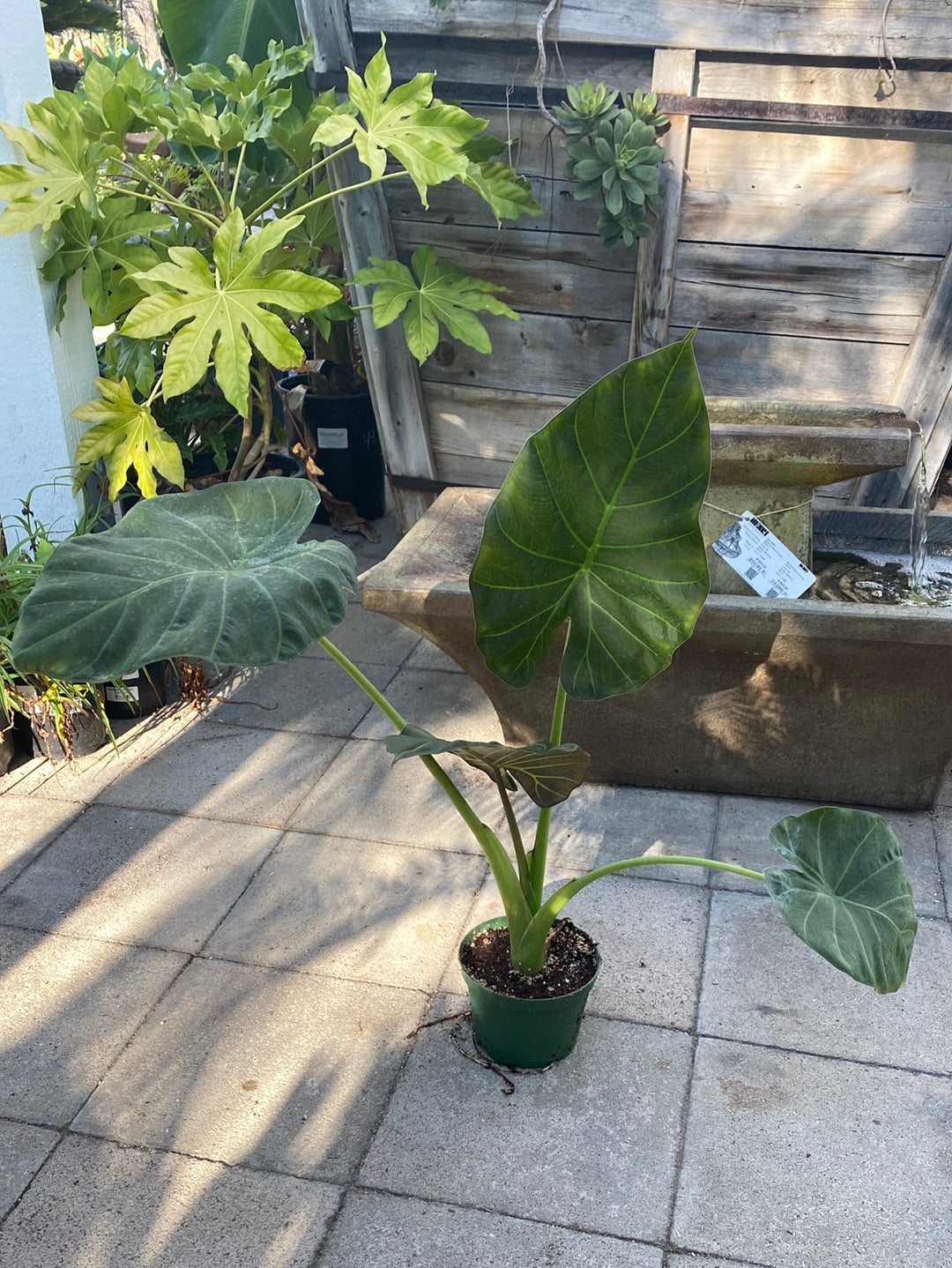 Alocasia ‘Regal Shields’