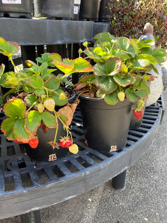 Fragaria x ananassa ‘Strawberries’