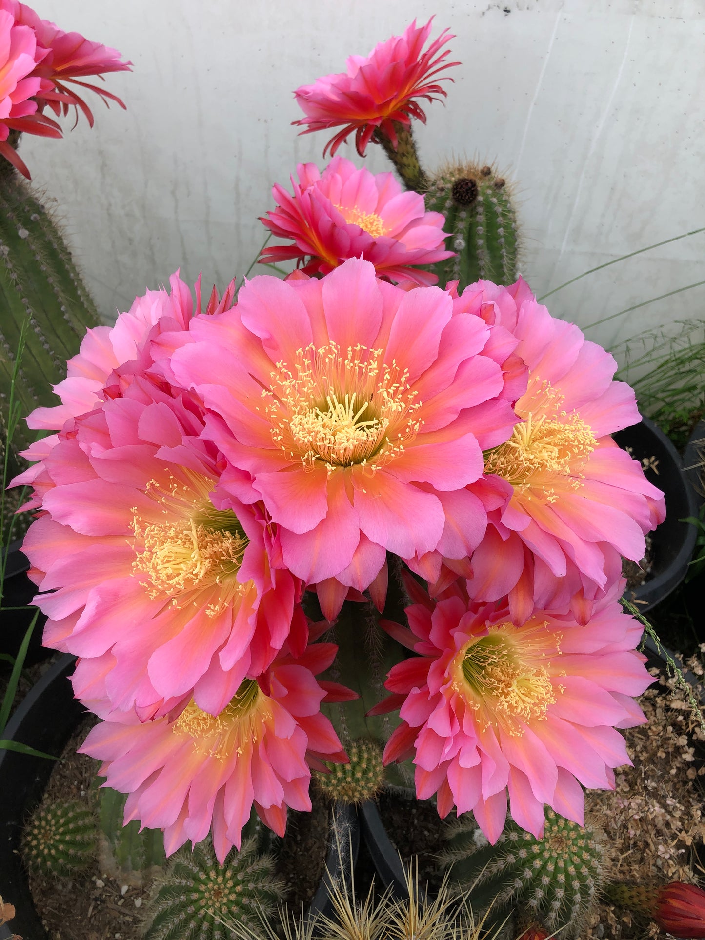 Trichocereus hybrid