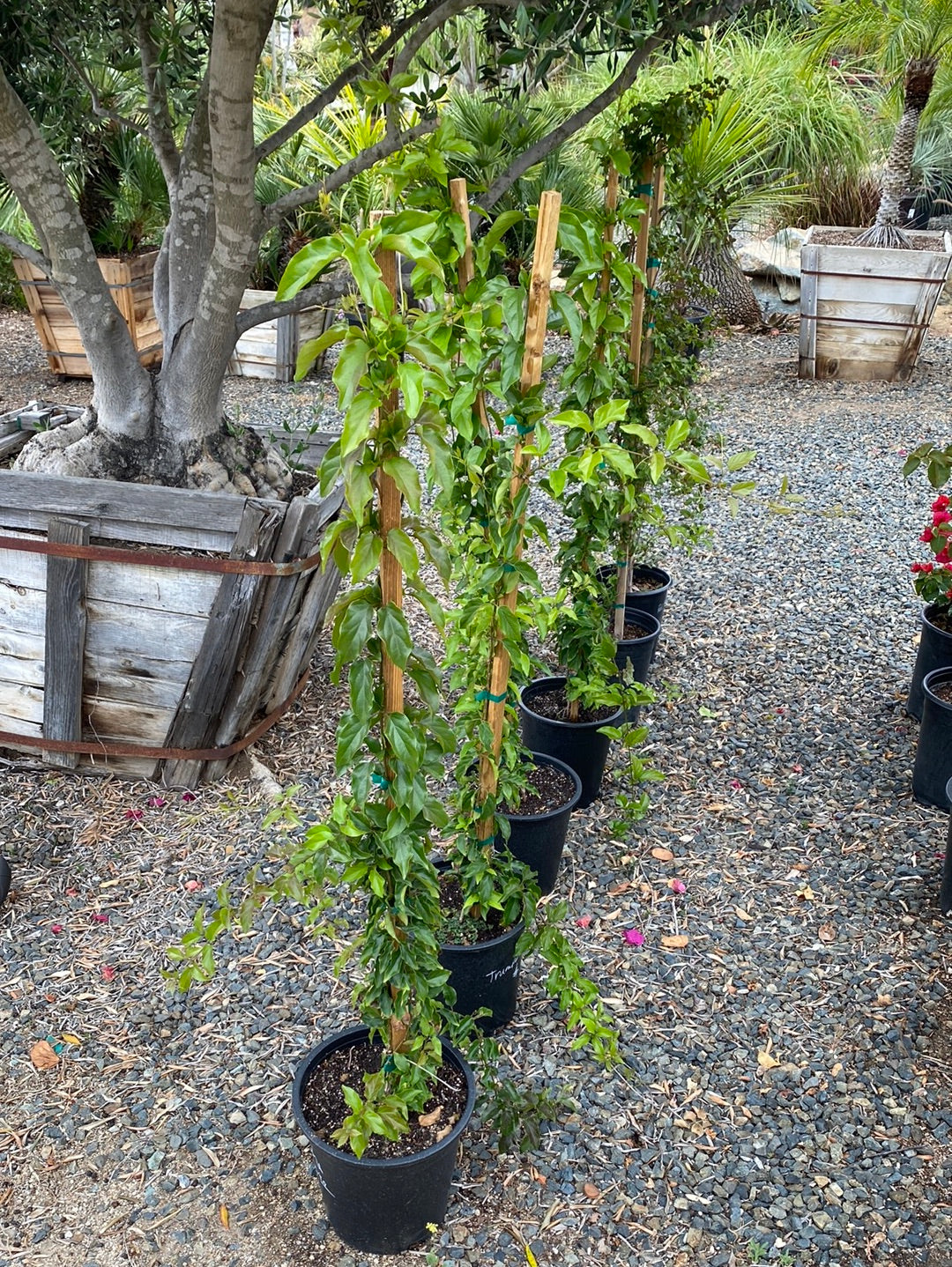 Campsis radicans ‘Trumpet Vine’